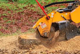 Professional Tree Services in Redan, GA