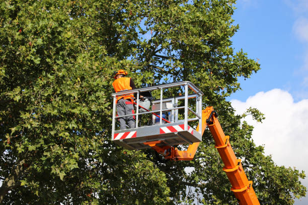 Best Tree Cabling and Bracing  in Redan, GA