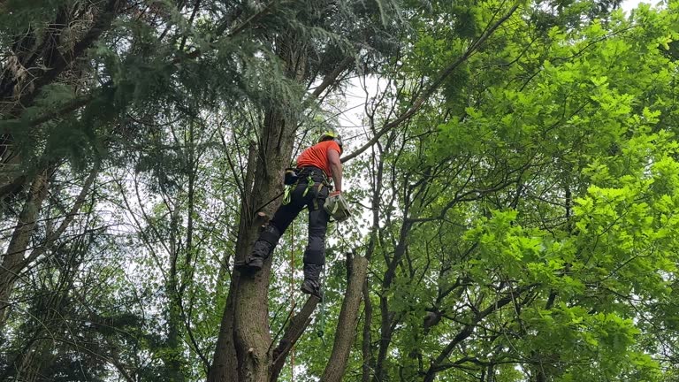 Best Stump Grinding and Removal  in Redan, GA
