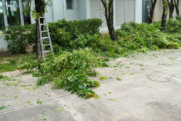 Best Emergency Tree Removal  in Redan, GA
