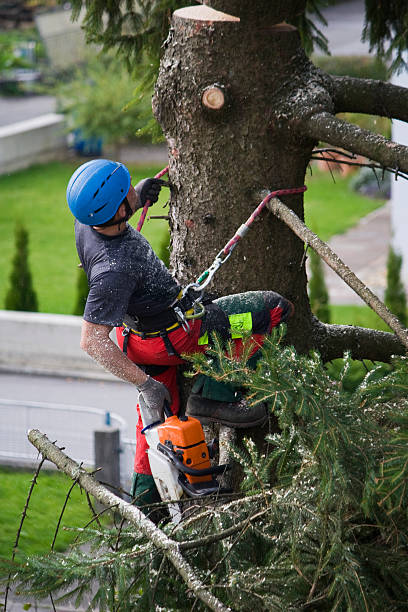 Best Organic Lawn Care Solutions  in Redan, GA