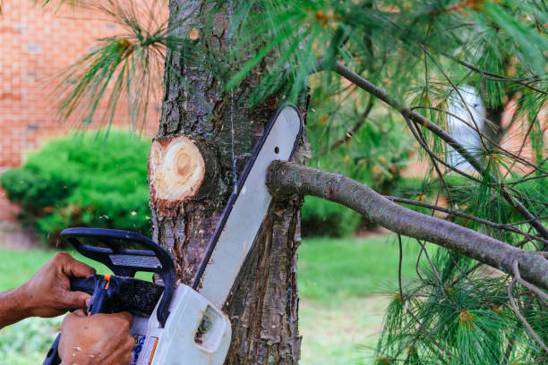 How Our Tree Care Process Works  in  Redan, GA